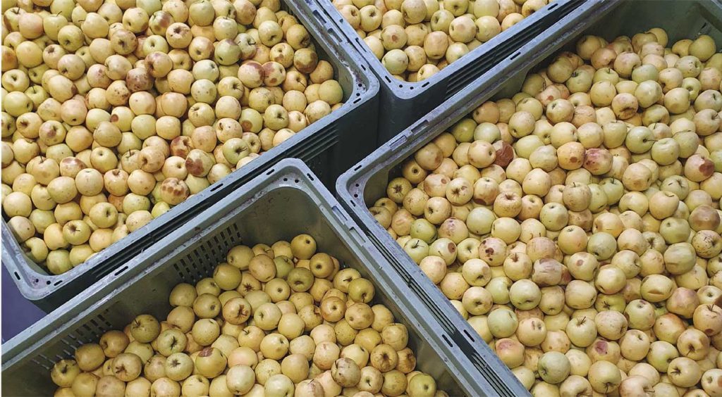 Fruits (pommes) locaux du Mas de l'Armandine, sourcing de qualité pour les compotes bio.