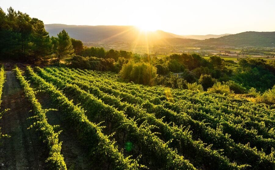 Terroirs du Luberon et du Ventoux pour les vins de la coopérative