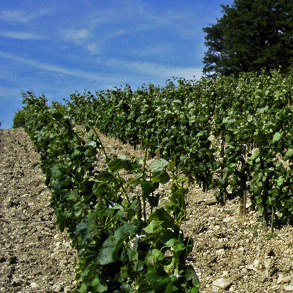Terroir argilo-calcaire du Domaine du Trapadis