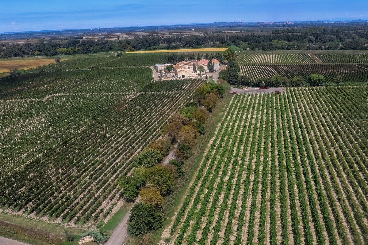 Cépages Marselan Caladoc Chasan vin Camargue