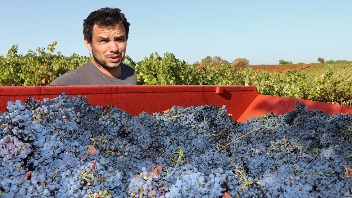 Edouard Sentex vigneron indépendant à la carrière internationale