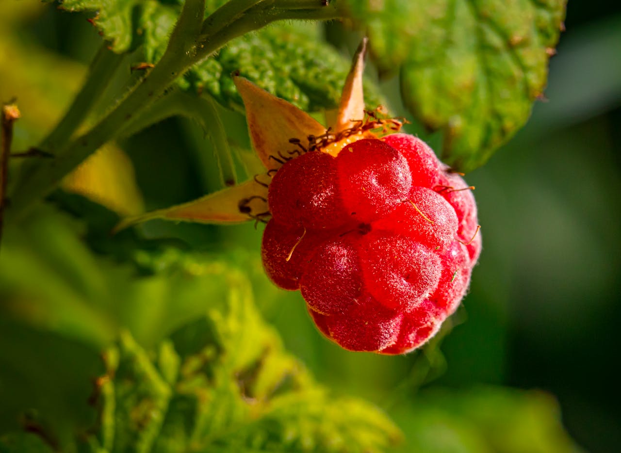 Framboises