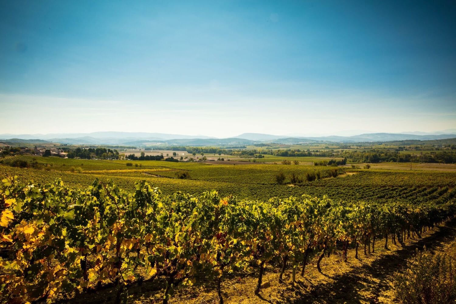 Terroir de la Malepère entre influences atlantique et méditerranéenne