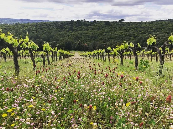 Domaine la Bosque