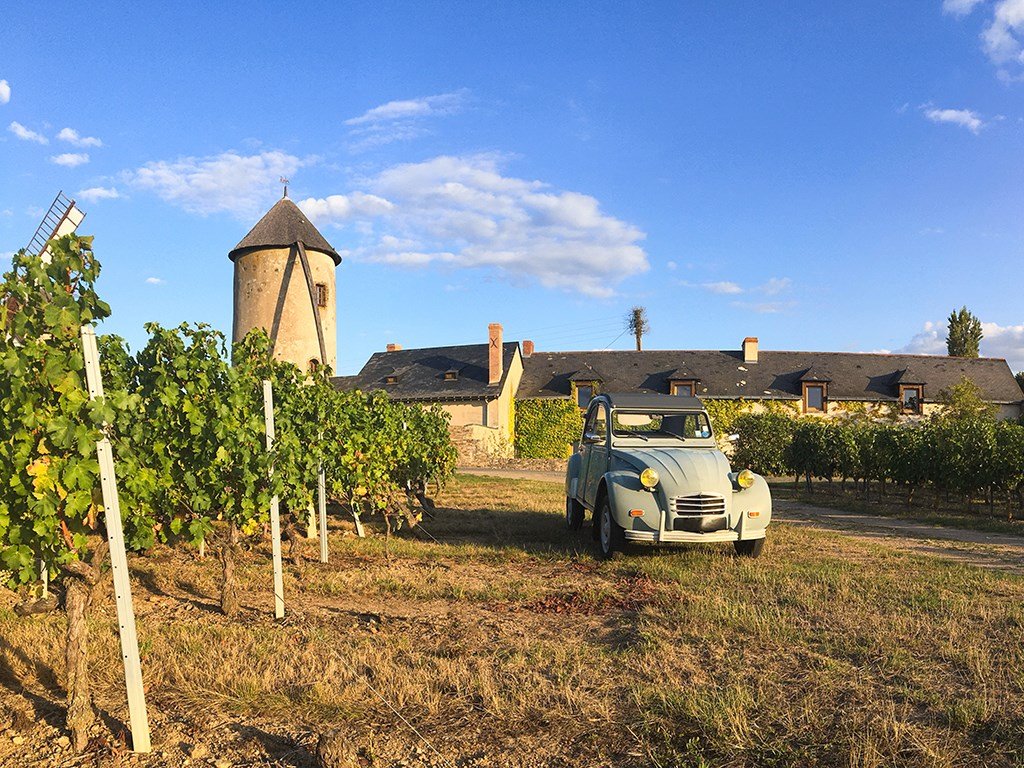 Cépages bio Languedoc Syrah Grenache Carignan