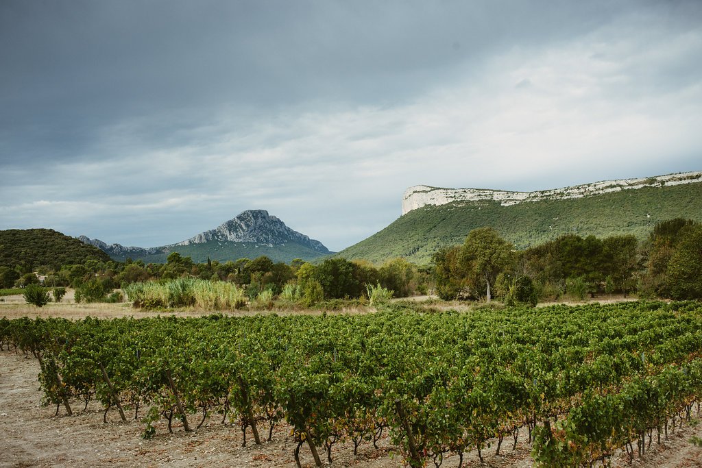 Terroir de schistes Saint-Chinian Château La Dournie