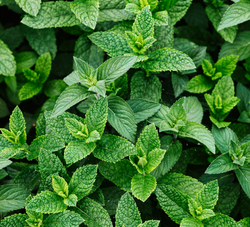 menthe
