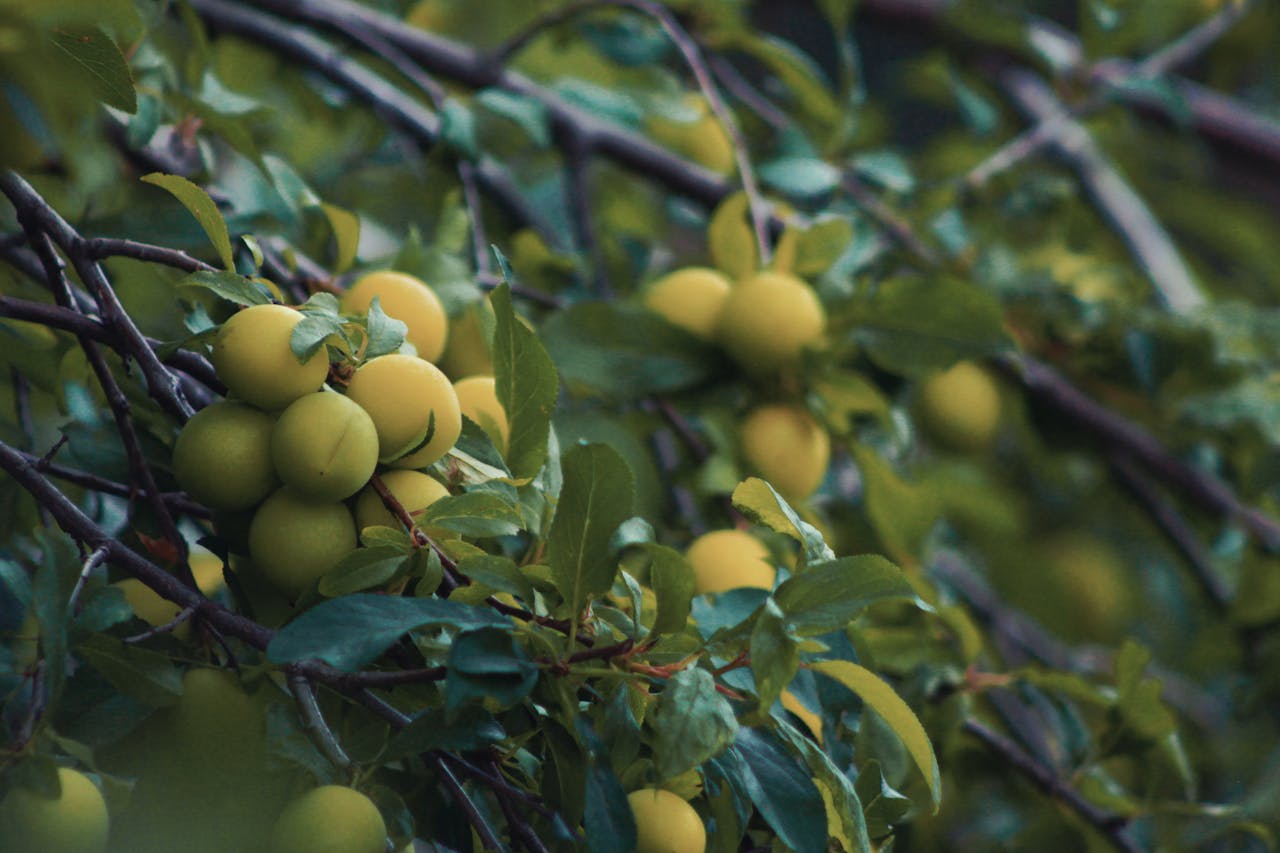 mirabelles de Lorraine