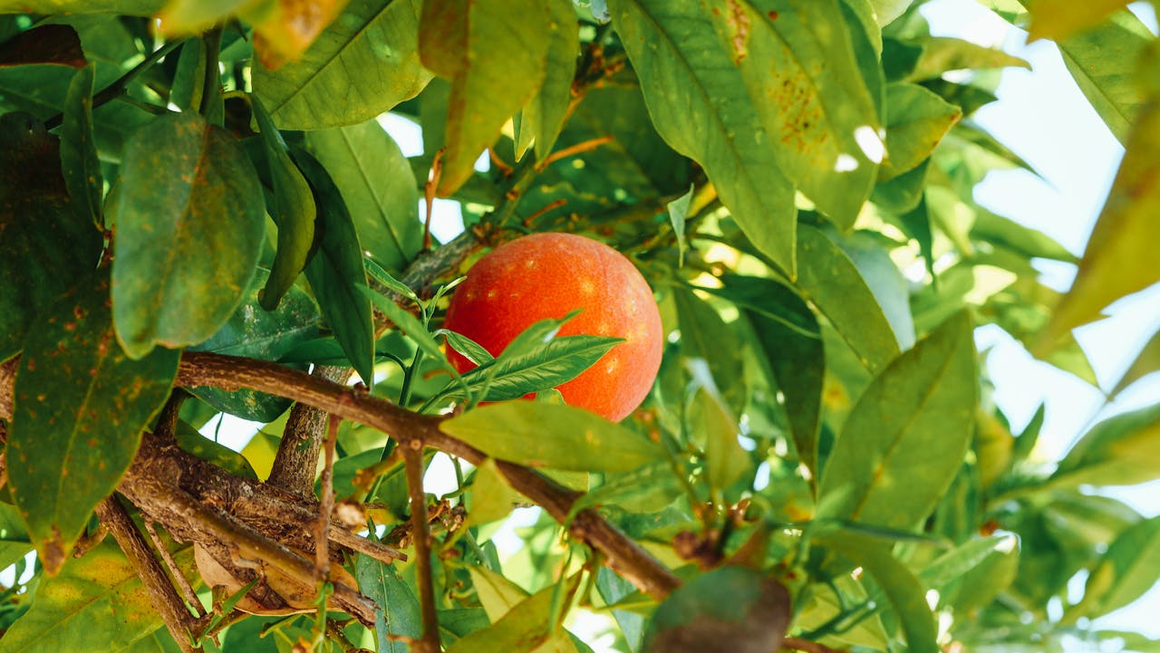 orange