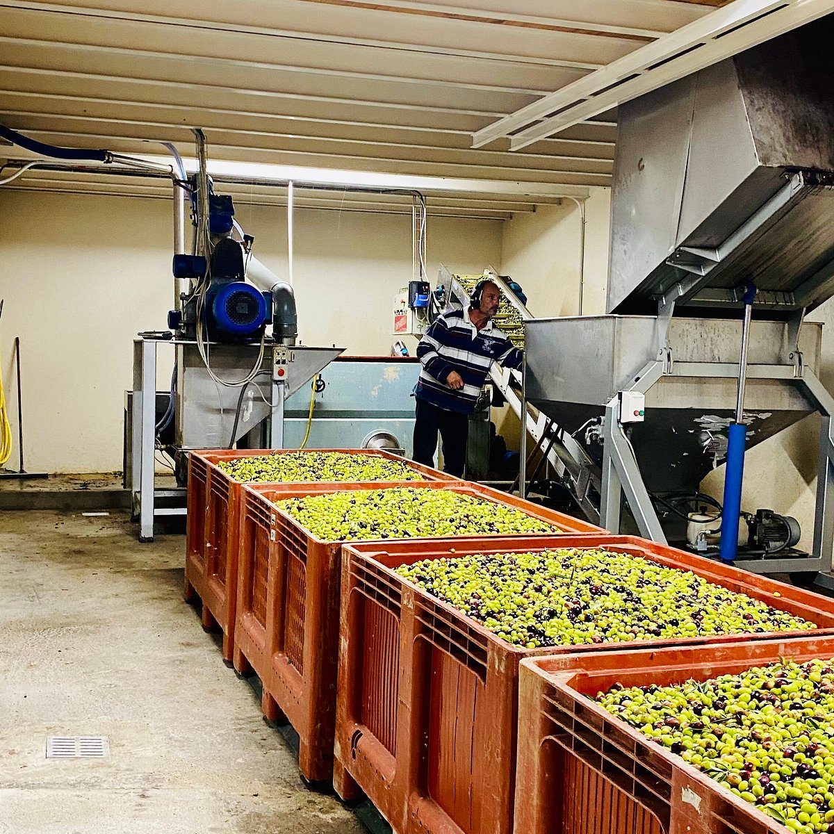 Rodolphe au travail dans son moulin à huile
