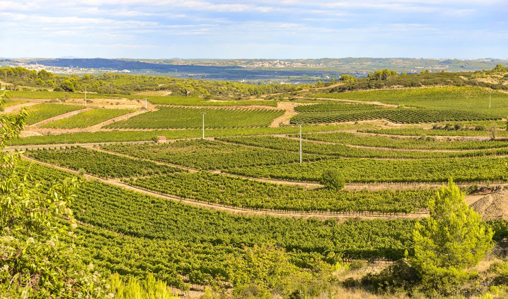 Vignoble Signature Pla Saint Chinian Languedoc