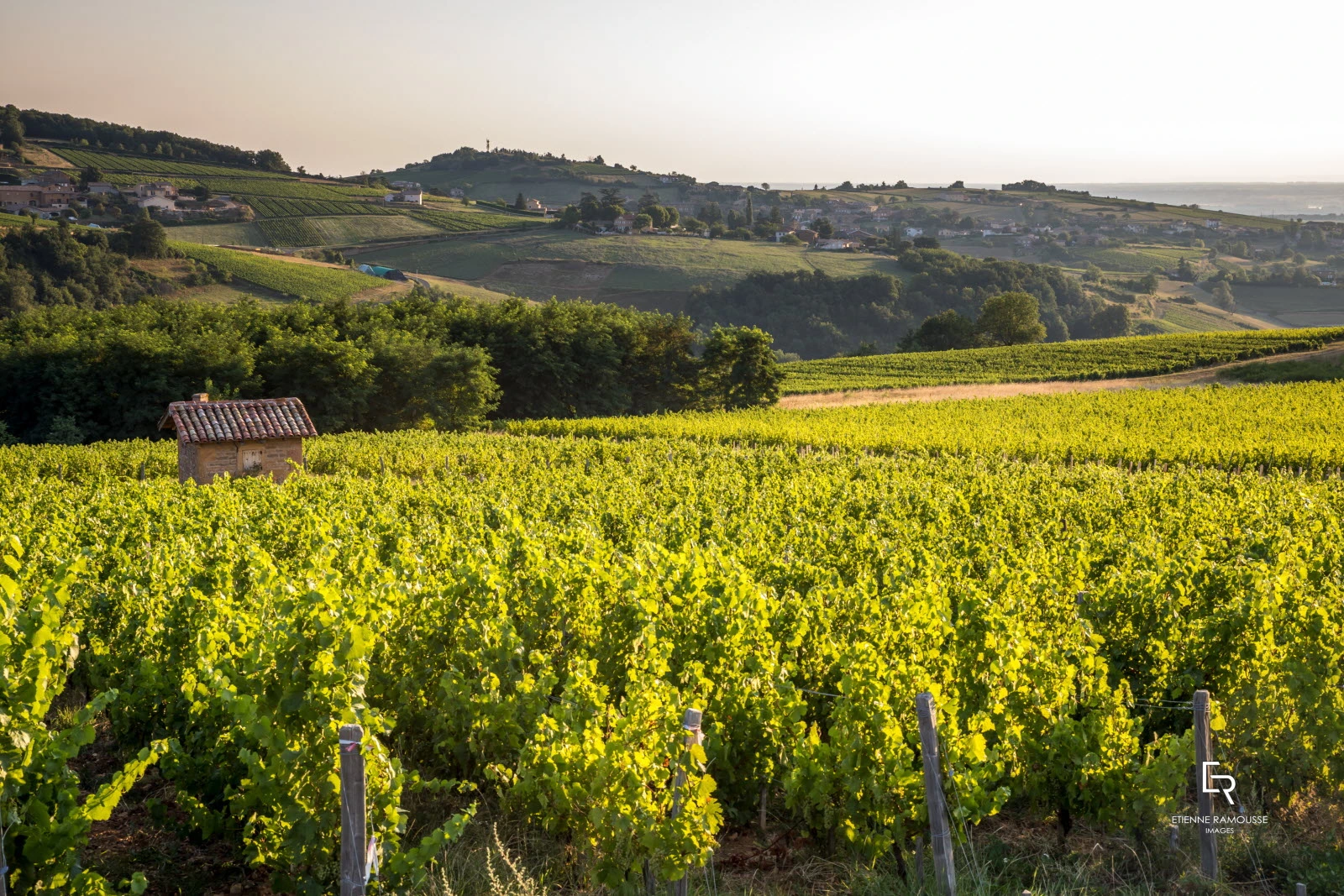 Vignoble du Beaujolais, terroir des Pierres Dorées et Château de Saint-Trys