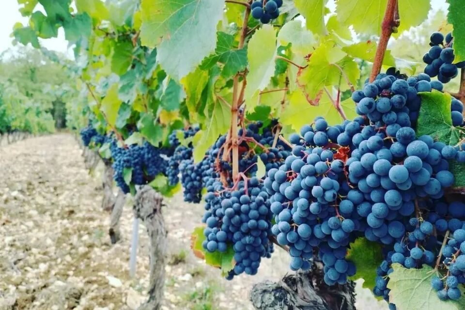 Raisins de Malbec cultivés en biodynamie sans sulfites