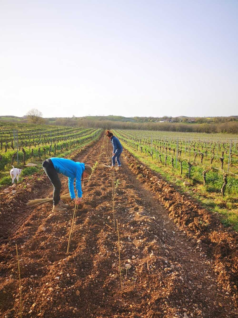 Sols riches en fer du vignoble de Cahors