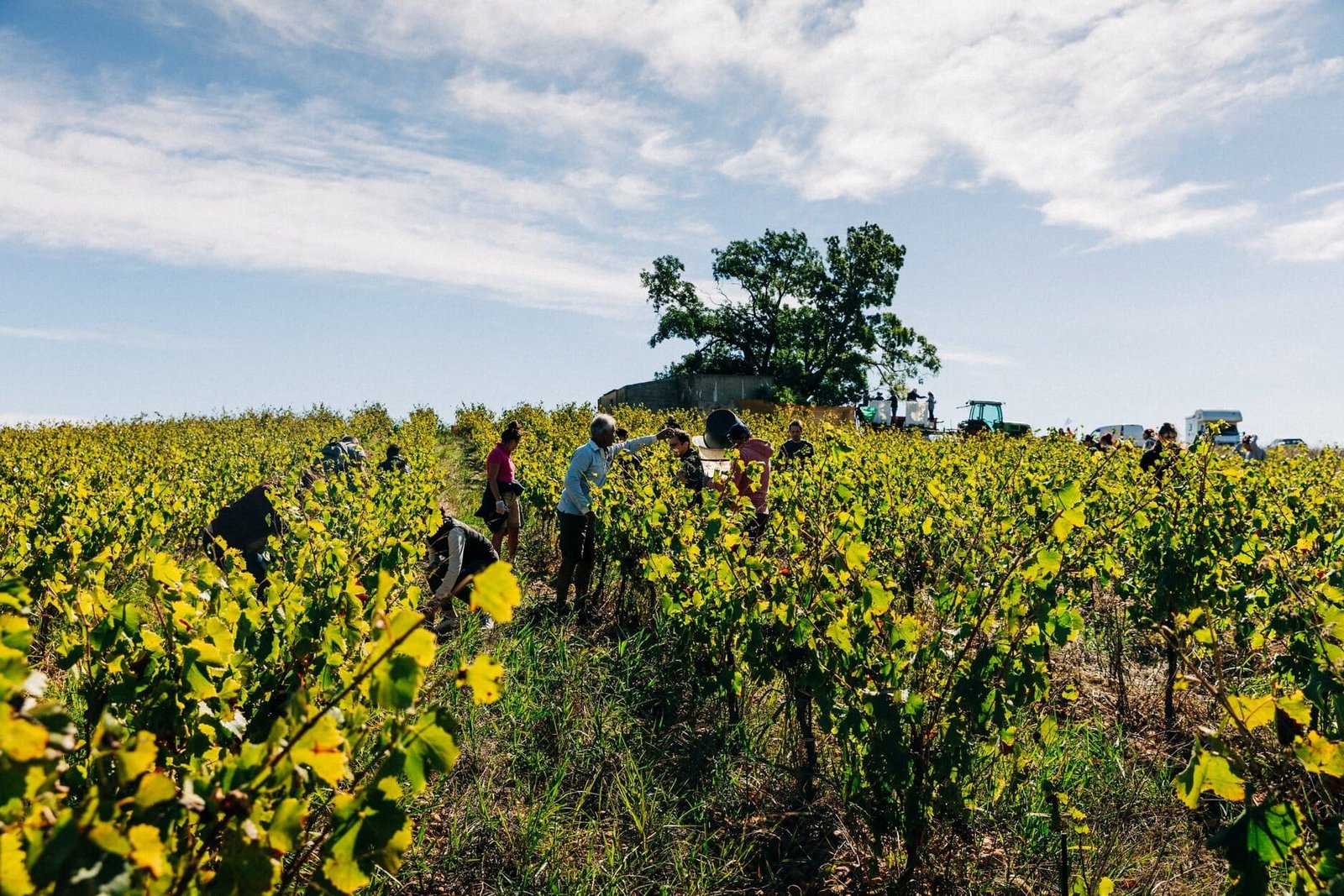 Climat méditerranéen et influence de la Camargue sur les vignes