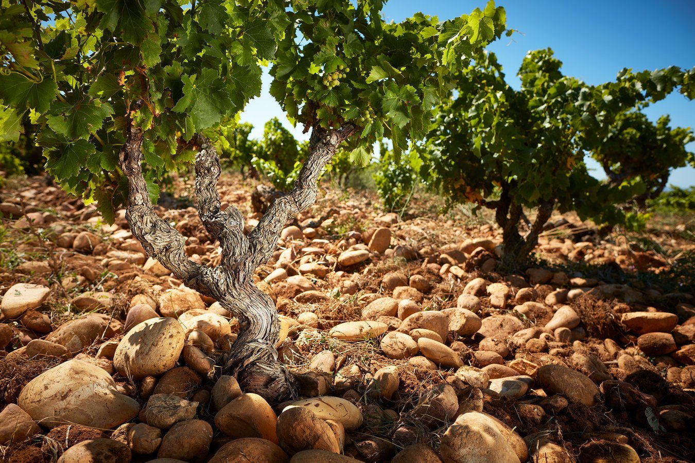 Terroir de galets roulés en Costières de Nîmes