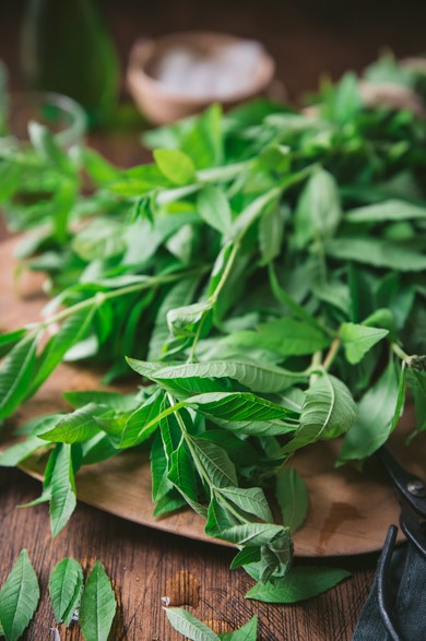 verveine.jpg