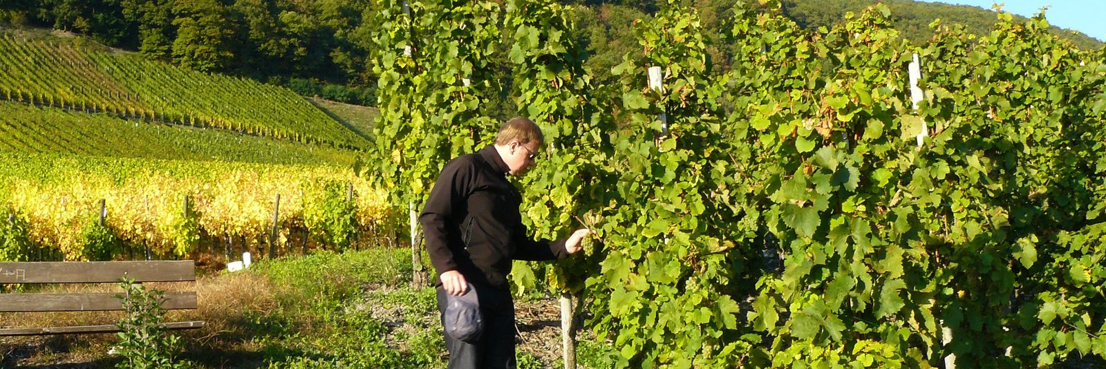 Vigneron partenaire Barabib dans ses vignes