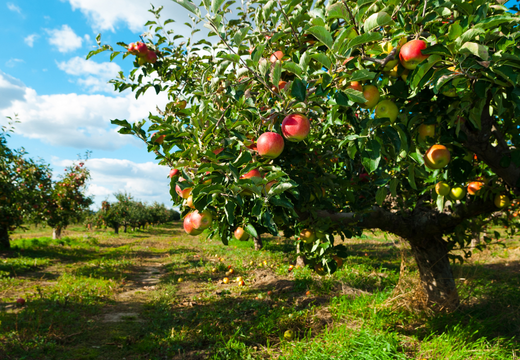 Les Vergers de Picardie, l'histoire de deux frères producteurs réunis pour le Bon !