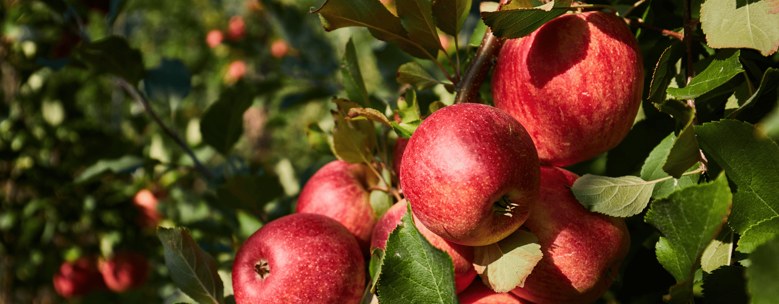 Les Vergers de Picardie, l'histoire de deux frères producteurs réunis pour le Bon !